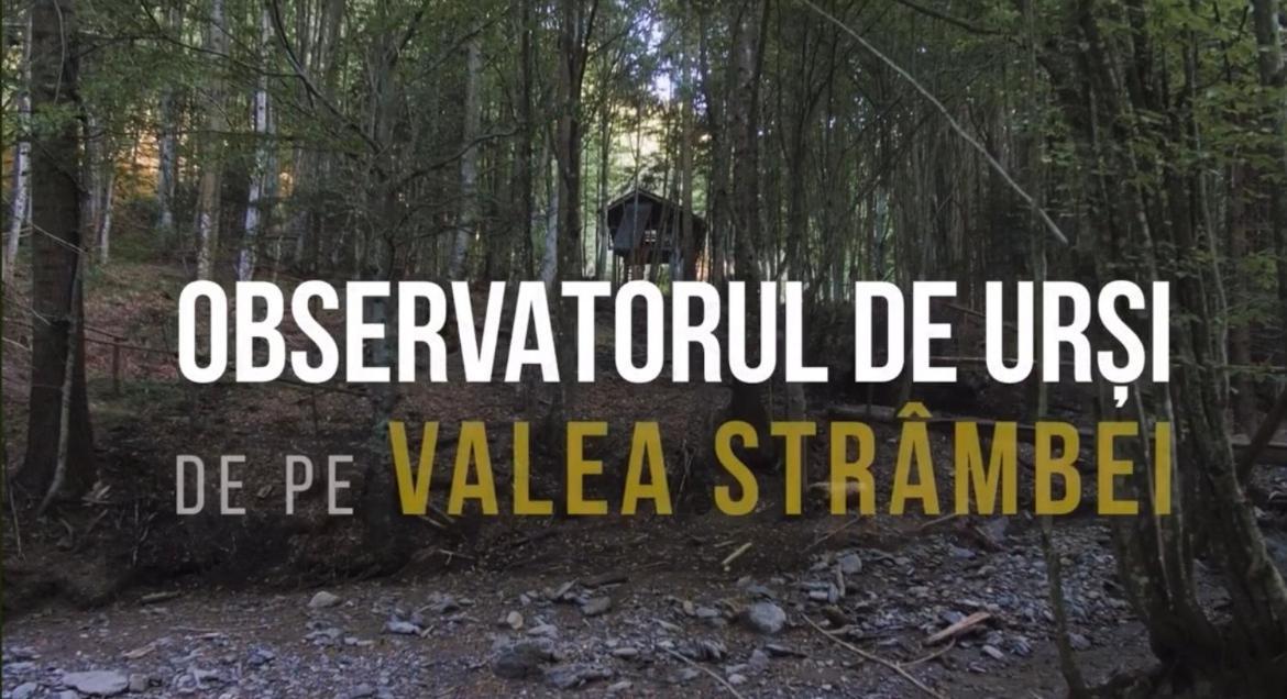 Valea Salbatica Hotel Sinca Noua Eksteriør billede